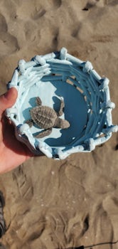 This is Bob.  He's my turtle for the Sea turtle experience in Mazatlan.