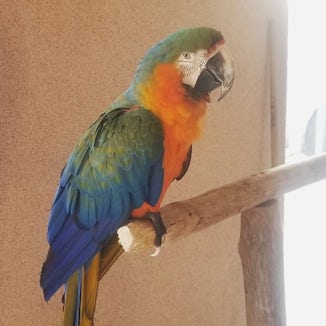 Parrot in cozumel 