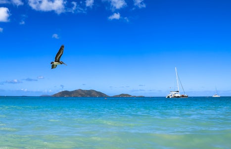 Pussers Beach Tortola....pelican fly past..not the red arrows but still goo