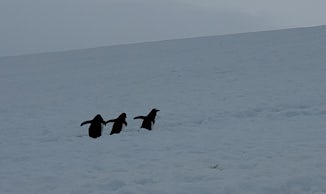 Gentoo Penguins walking