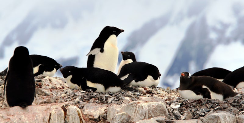 Adele penguins