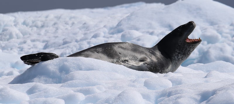 Leopard Seal on an iceberg