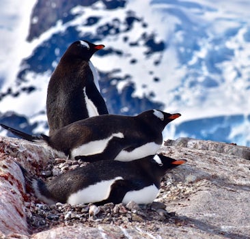 Gentoo Penguin stack