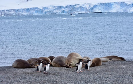 Gentoo penguins and Elephant Seals