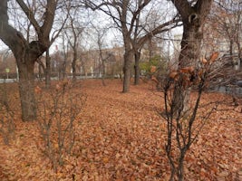 Autumn Leaves, Moscow