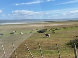 En route to Estancia Fitzroy (Sheep Farm)