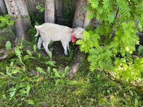 Little lamb at Estancia Fitzroy