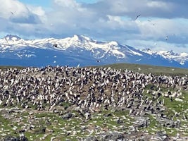 En route to Estancia Haberton  - lots of penguins!