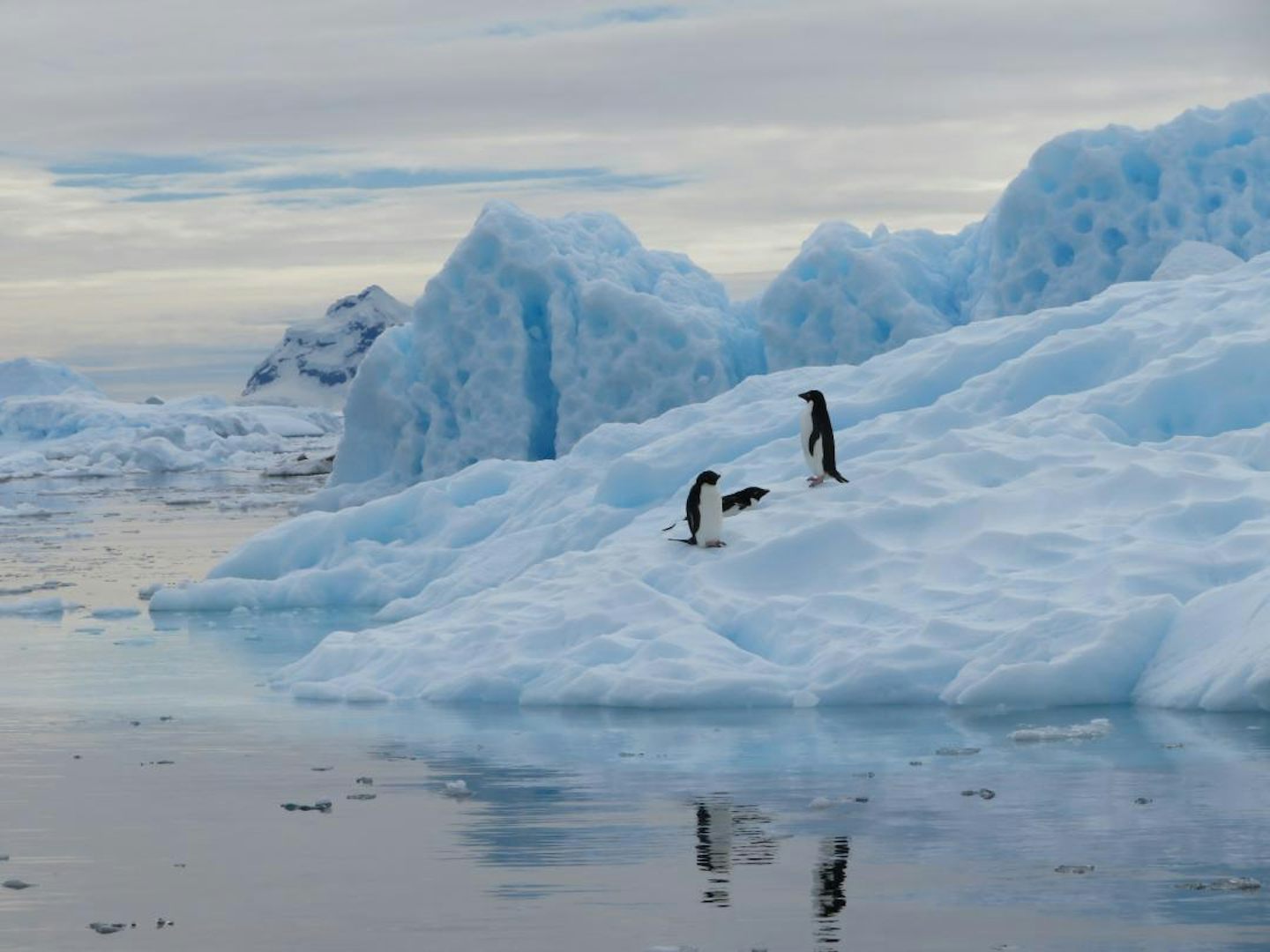 Adelie penguins photographed from the zodiac.