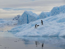 Adelie penguins photographed from the zodiac.