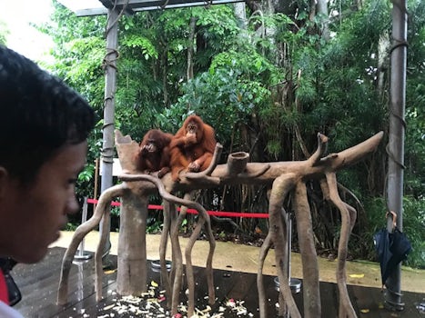 Singapore Zoo- Breakfast with Orangutans 