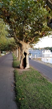 A Line Of Trees And The Ship