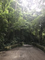 Rain Forest in St Kitts