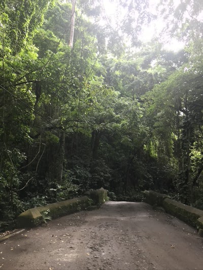 Rain Forest in St Kitts