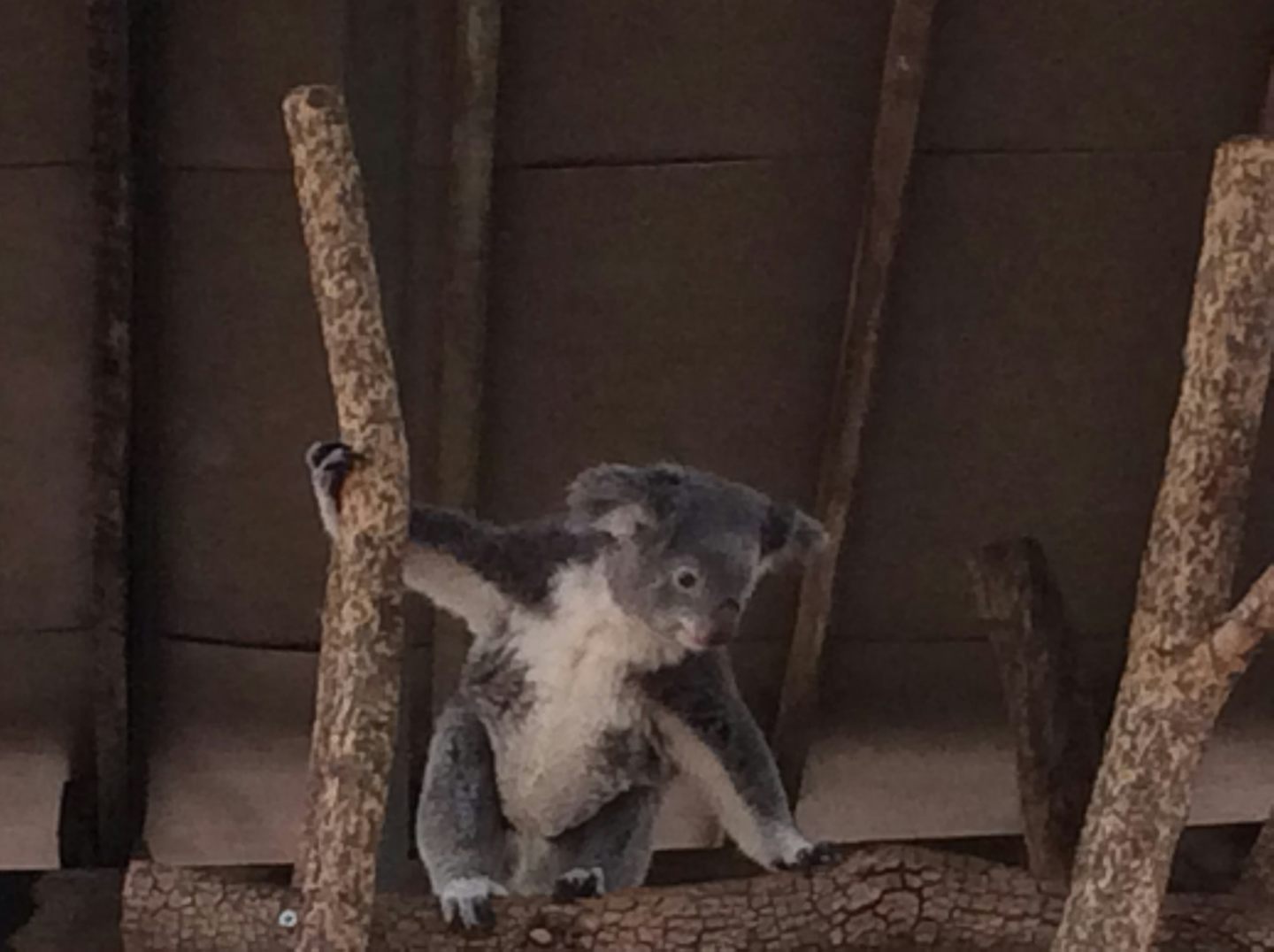 Seeing and holding koalas