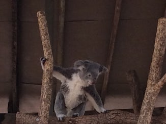 Seeing and holding koalas
