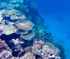 Coral drop off at the edge of Yamacutta Reef