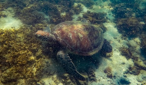 Green Sea Turtle at Fitzroy Island