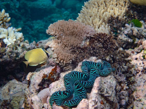 Clam, coral and fish