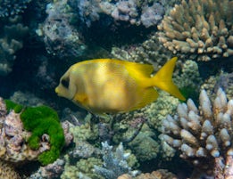 On the Norther Great Barrier Reef