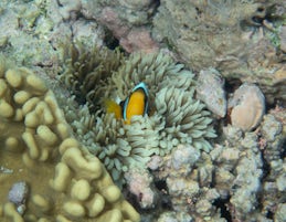Clown fish safe in the anemone 