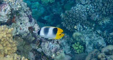 reef fish
