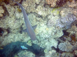 Snorkeling the Great Barrier Reef.  Shark!  