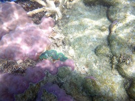 Snorkeling the Great Barrier Reef.  Blue clam, lavender coral.  Amazing vie