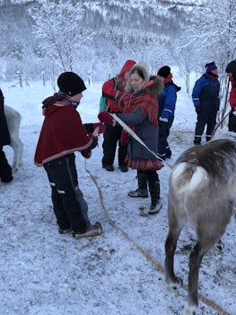 Reindeer with the Sami. 