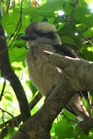 Kookaburra we saw in Sydney&#39;s Botanic gardens