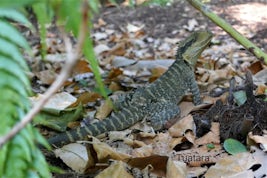This is a tuatara, an indigenous reptile, not a lizard! Saw this in Botanic