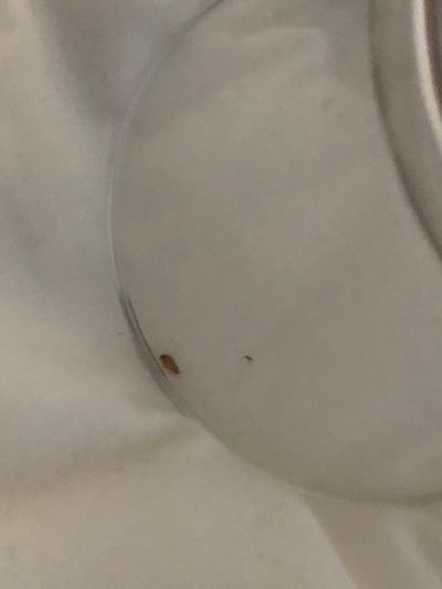 Bed bug in a different cabin