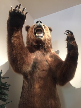 Skagway Museum—stuffed bear 