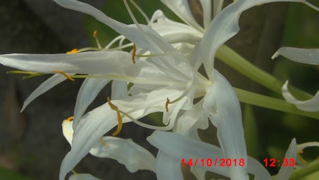 Flower Port Vila