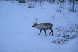 Reindeer on Kvaloya island west of Tromso