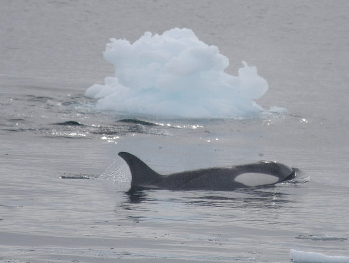 This is an Orca .  Other whales actually surfaced right beside the zodiacs