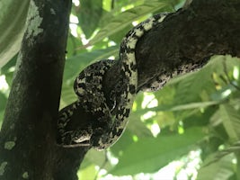 Baby boa constrictor.  Rainforest Adventure.  Puntarenas, Costa Rica