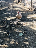 Mama duck and ten ducklings.  Ostrich Farm. Curacao