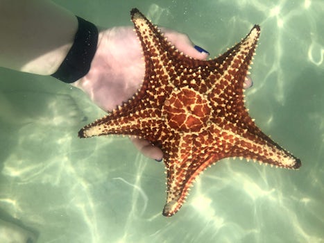 Starfish beach grand cayman