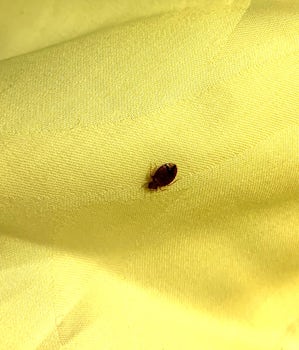Here is our Bedbug we found on our pillow by our nightly chocolates. Yuck! 