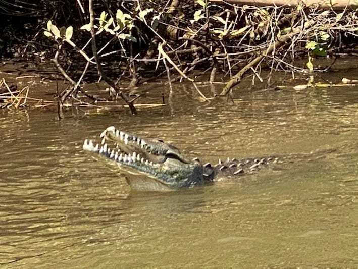 Crocodile in Mangrove Swamp near Puerto Calderas, Costa Rica.