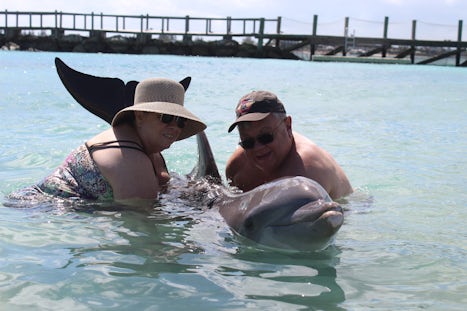 Dolphin experience