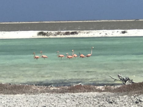 Flamingos on Bonaire 
