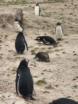 The kingnpenguin photos wouldn&#39;t attach.  There are thousands of them. 