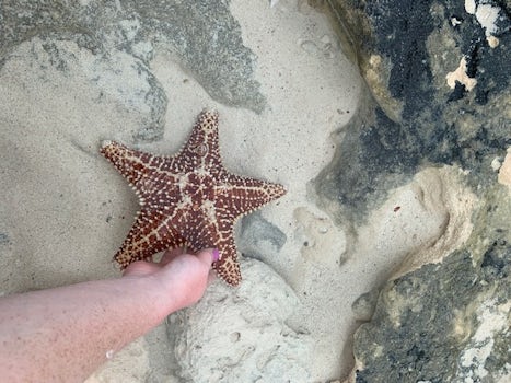 Giant starfish we found at Love, Beach!