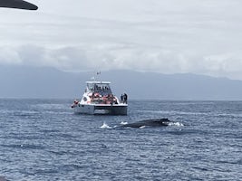 Whales in Puerto Vallarta