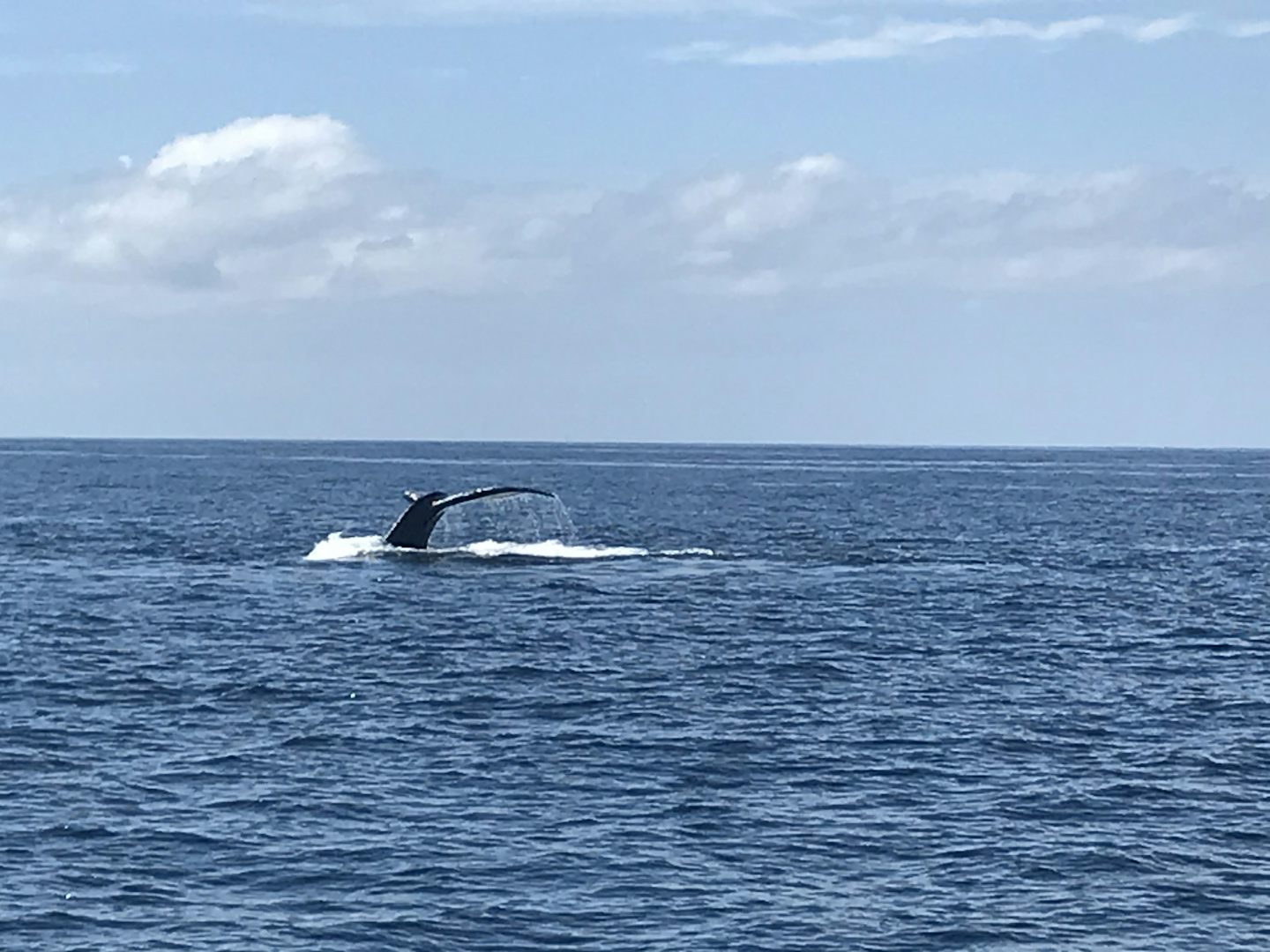 Whale in Puerto Vallarta