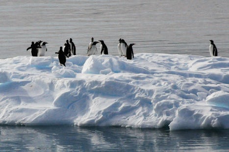 Antarctica - penguins