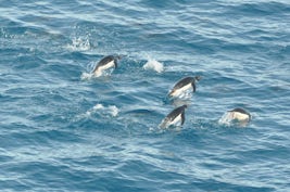 Antarctica - penguins porpoising