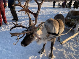 Reindeer at a Sami camp